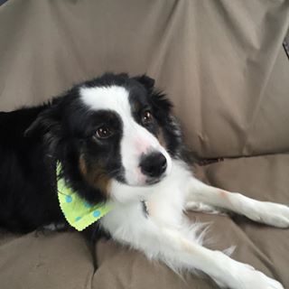 Fresh from the groomers dogsofinstagram bordercollie Fresh from the groomers dogsofinstagram bordercollie
