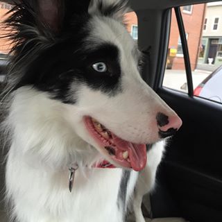 Happy and clean bordercollie dogsofinstagram Happy and clean bordercollie dogsofinstagram