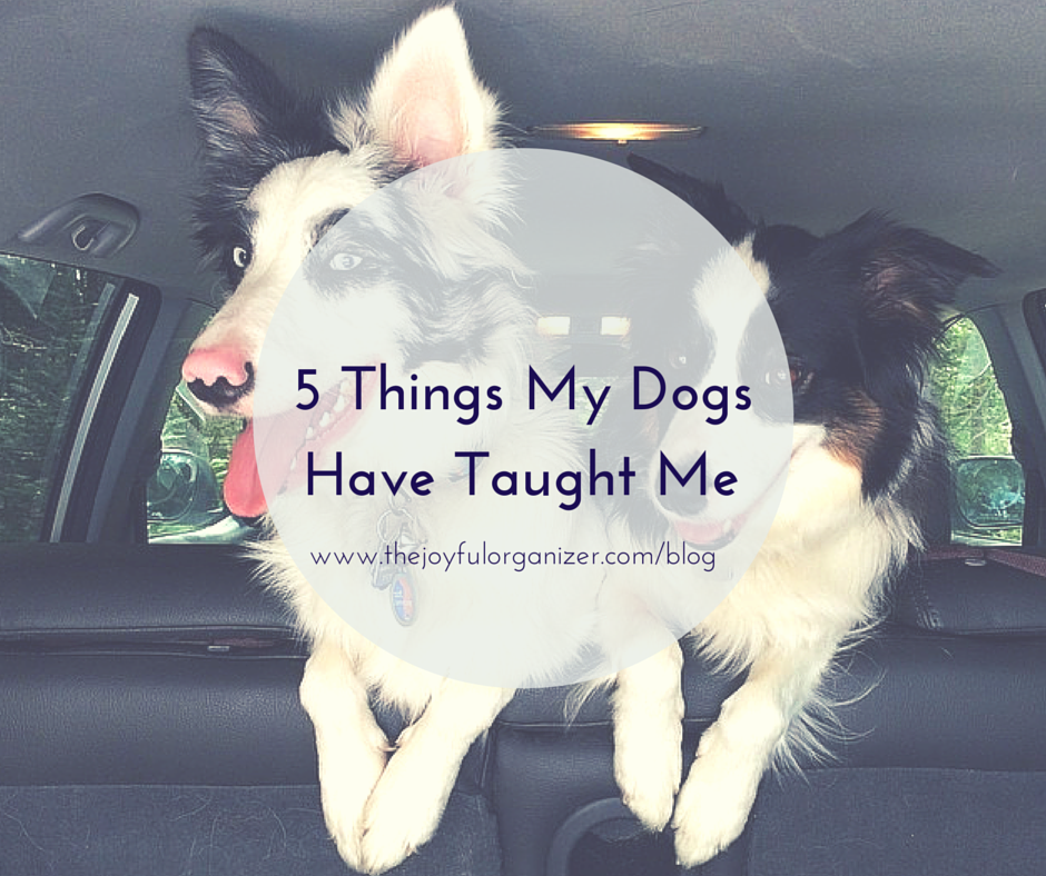 5 Things My Dogs Have Taught Me